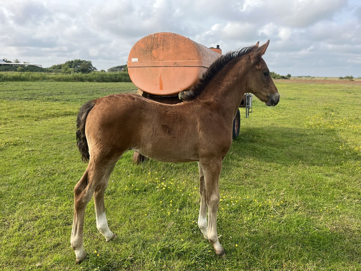 Oldenburg Stallion  Brown in Oldsum