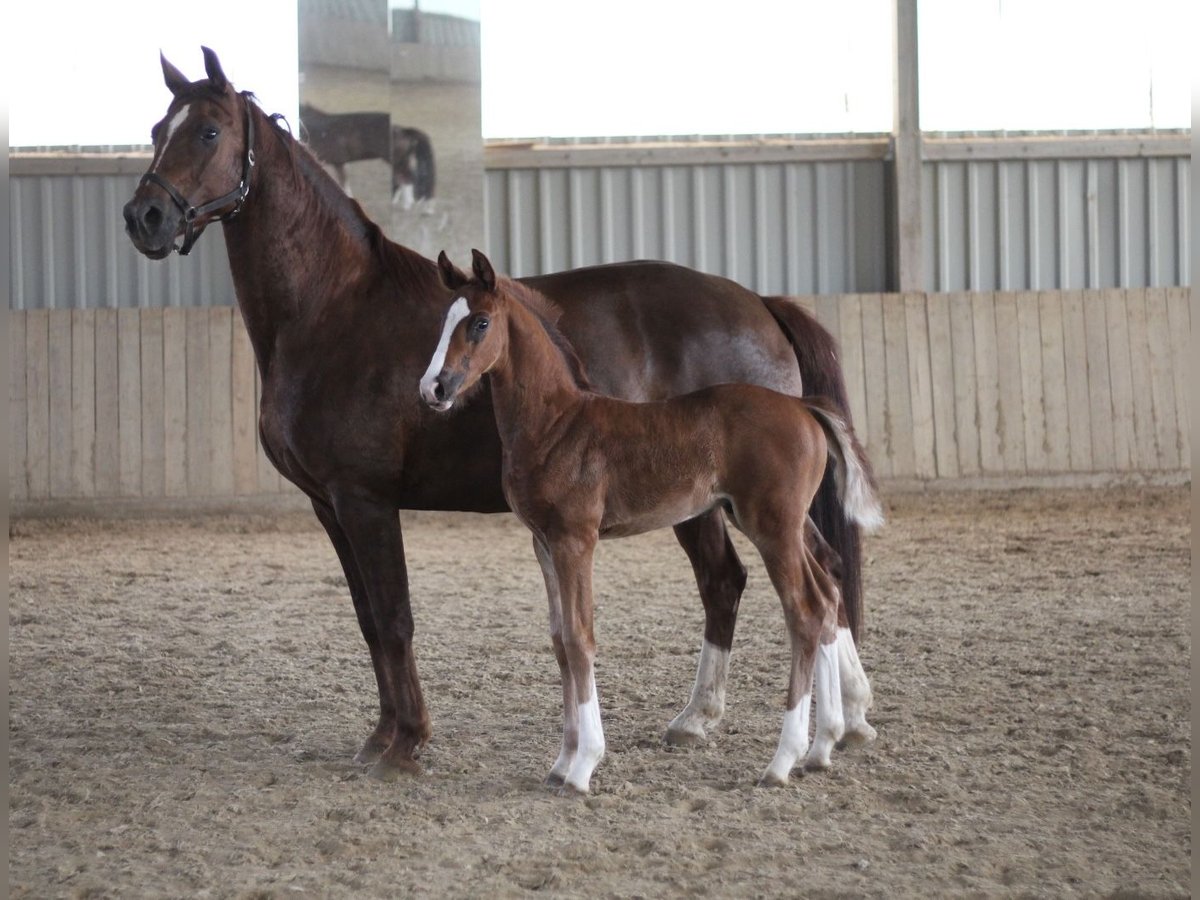 Oldenburg Stallion  Brown in Rennerod