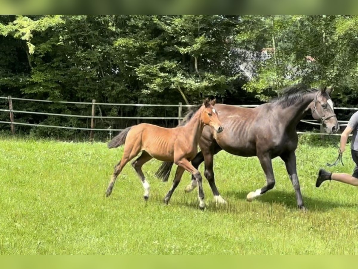 Oldenburg Stallion Foal (04/2025) Brown in Sch&#xF6;nwalde am Bungsberg