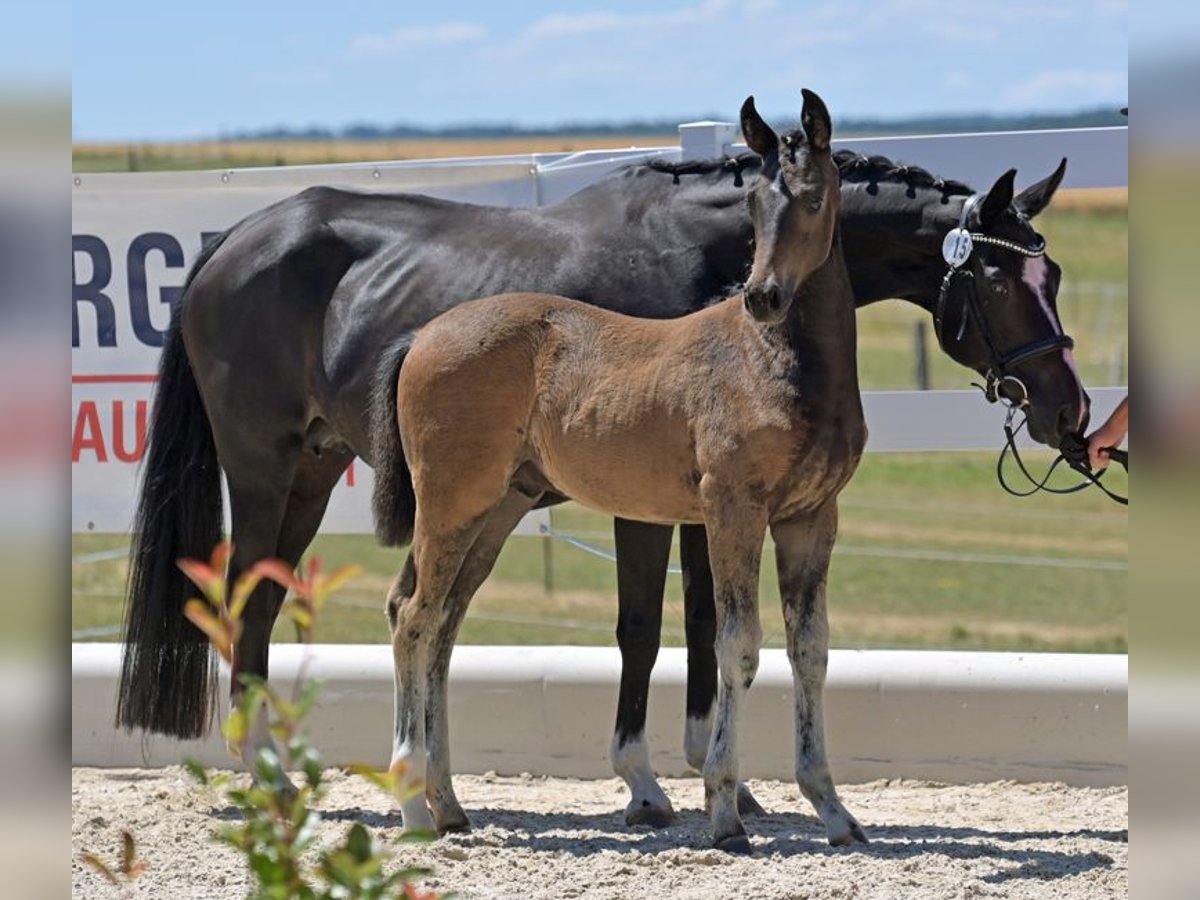 Oldenburg Stallion  Brown in Seeheim-Jugenheim