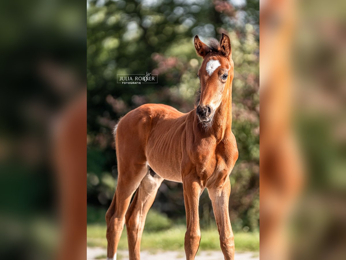 Oldenburg Stallion  Brown in Stadland
