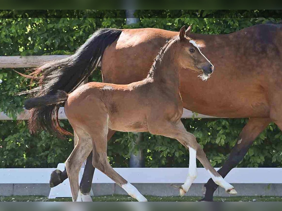 Oldenburg Stallion  Brown in Vechta