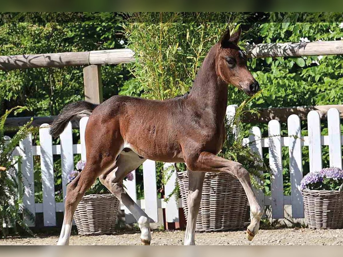 Oldenburg Stallion  Brown in Vechta
