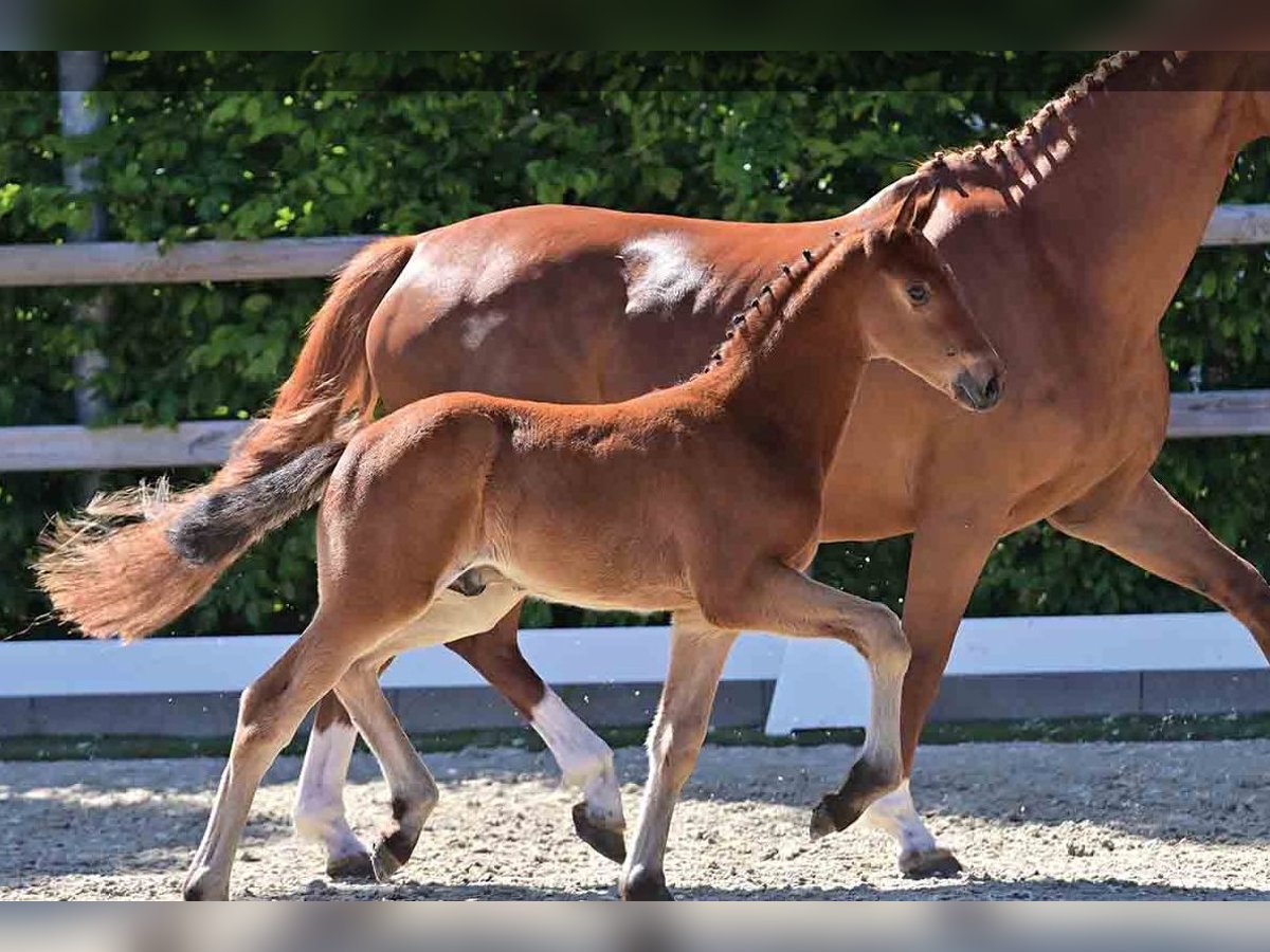Oldenburg Stallion  Brown in Vechta