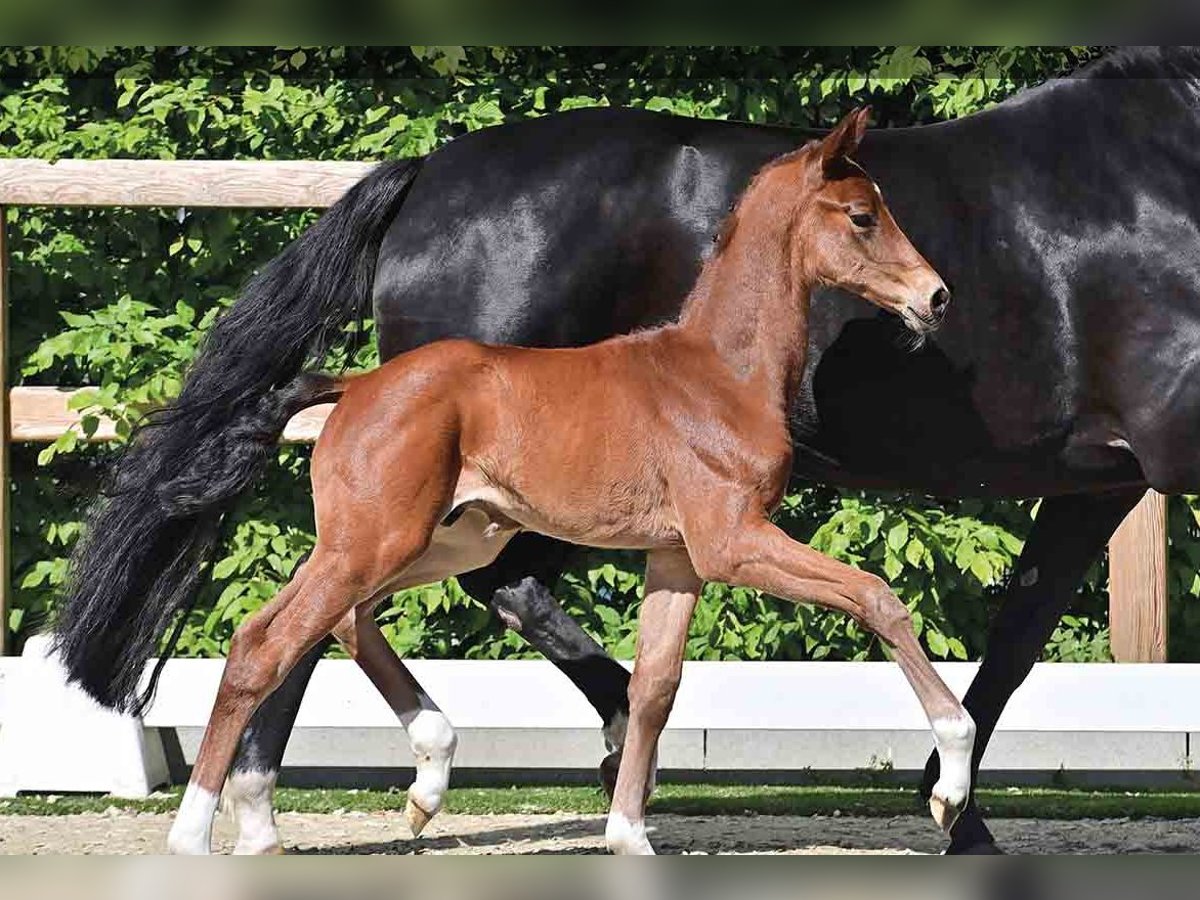 Oldenburg Stallion  Brown in Vechta