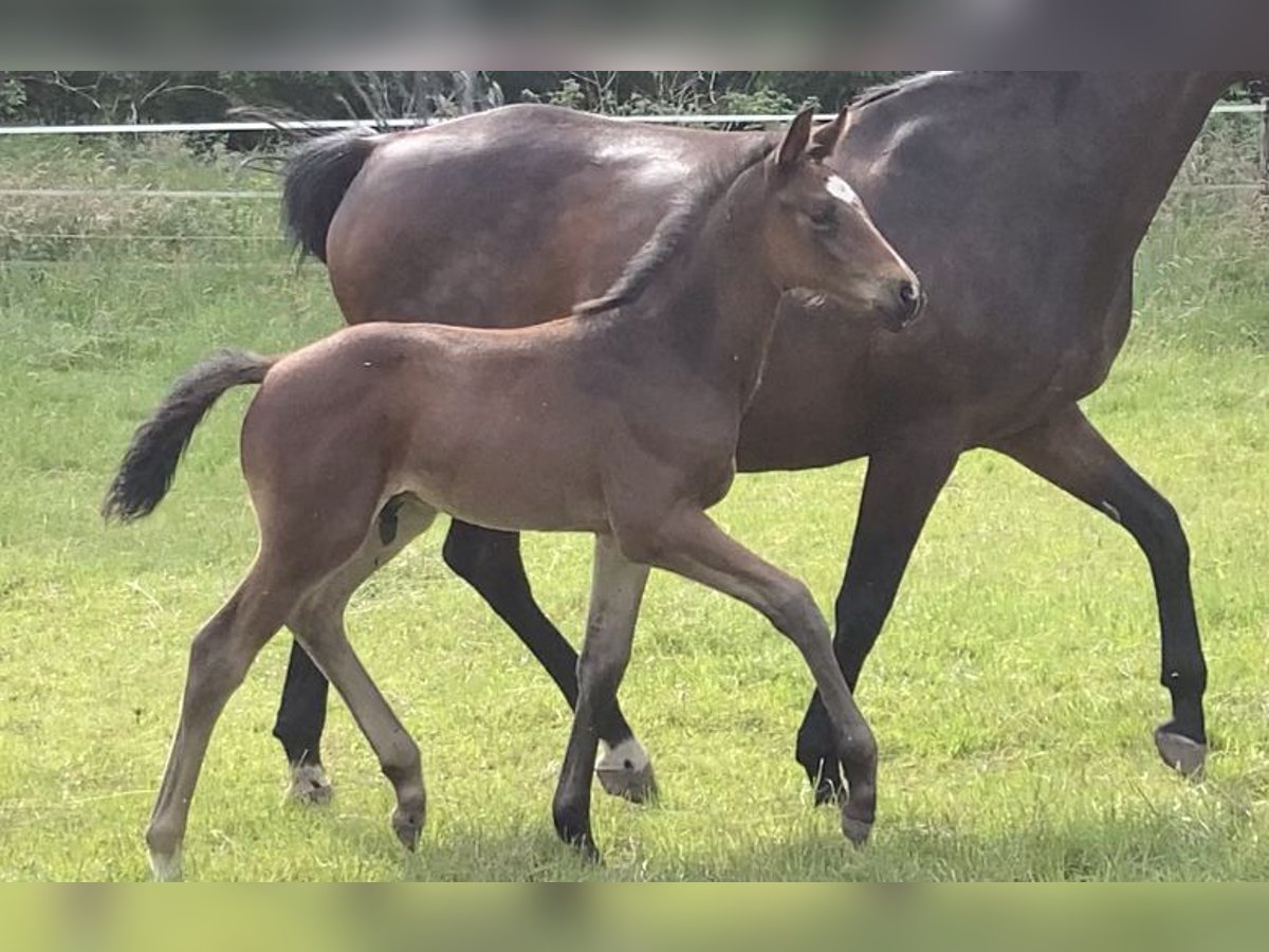 Oldenburg Stallion Foal (04/2024) Brown in Dahlenburg