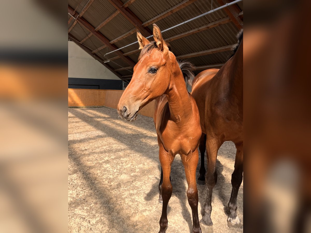 Oldenburg Stallion Foal (05/2024) Brown in Uelsen