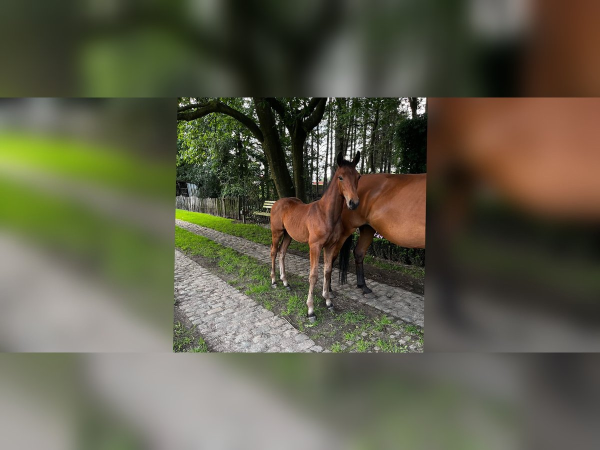 Oldenburg Stallion Foal (04/2024) Brown-Light in Geel