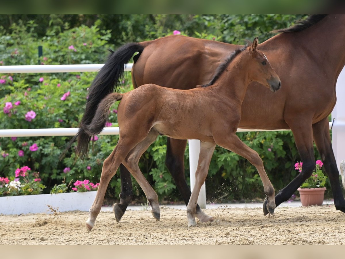 Oldenburg Stallion Foal (05/2024) Brown-Light in Staufenberg