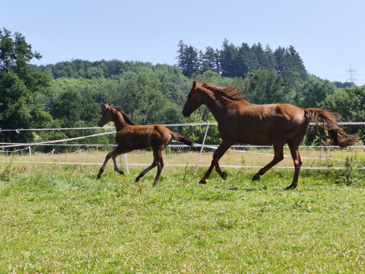 Oldenburg Stallion Foal (01/2025) Brown in Dornburg