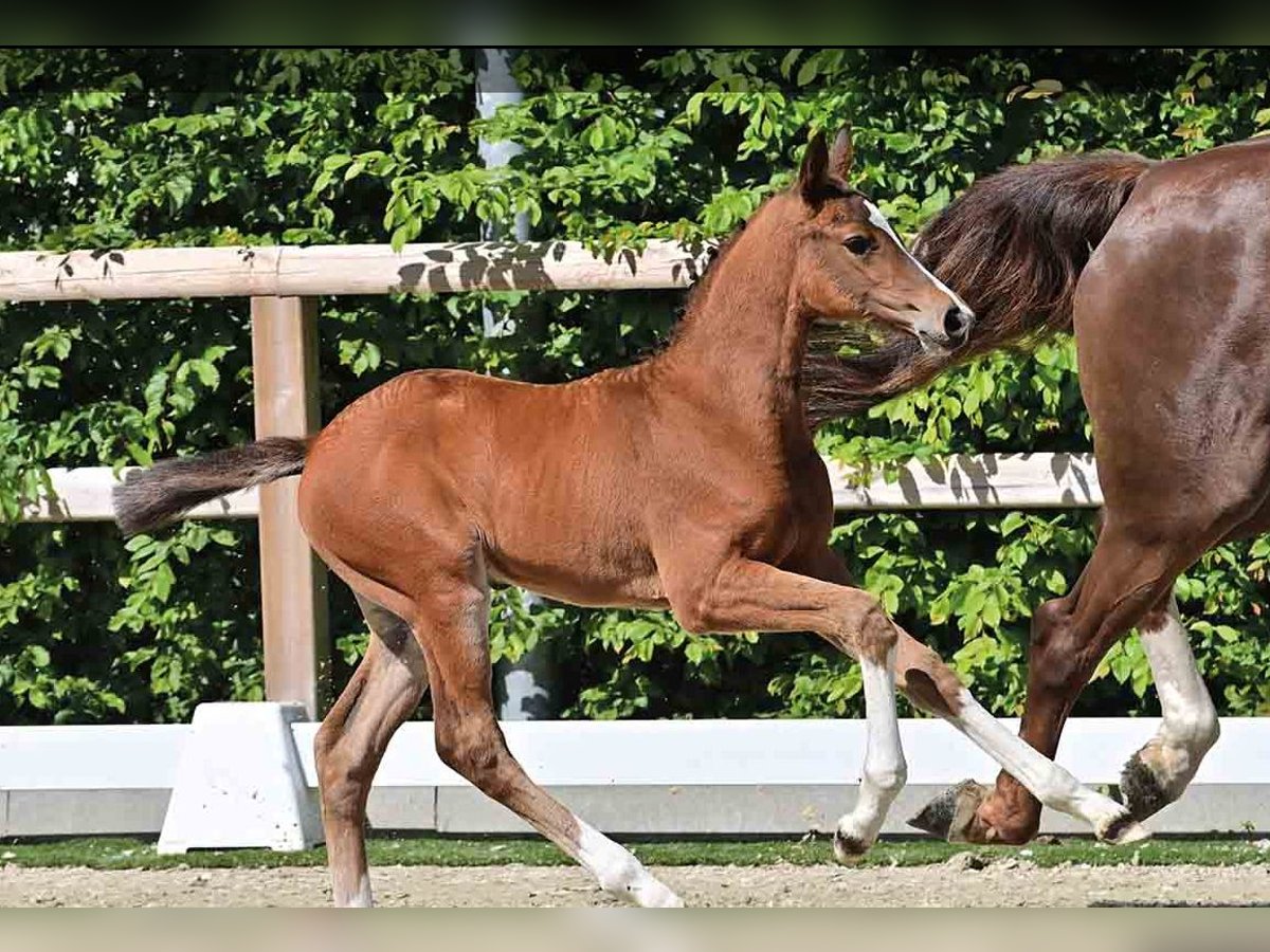 Oldenburg Stallion  Brown in Vechta