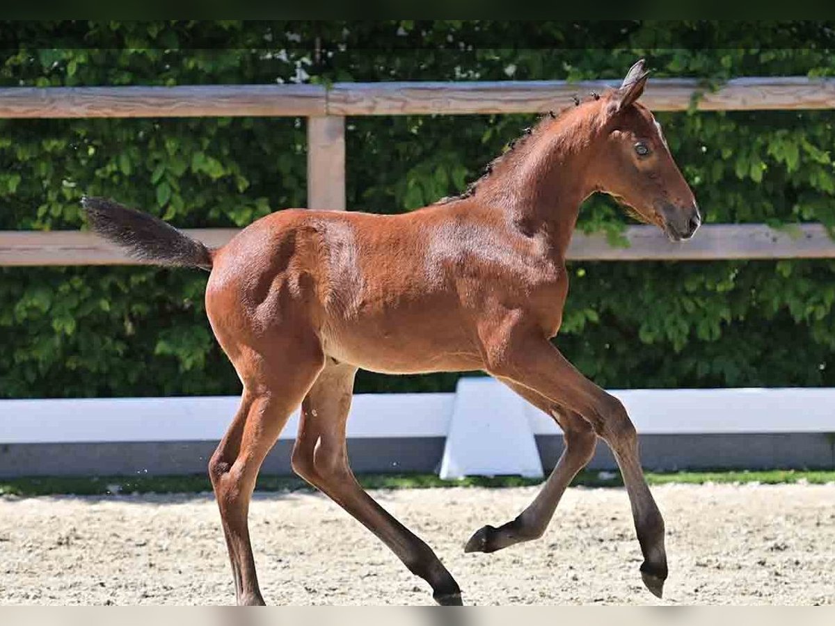 Oldenburg Stallion Brown in Vechta Oldenburg Stallion Brown in Vechta