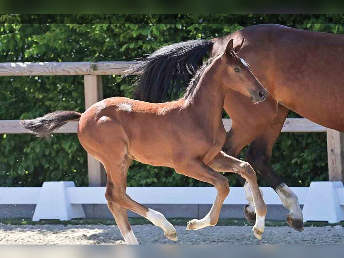 Oldenburg Stallion  Brown in Vechta
