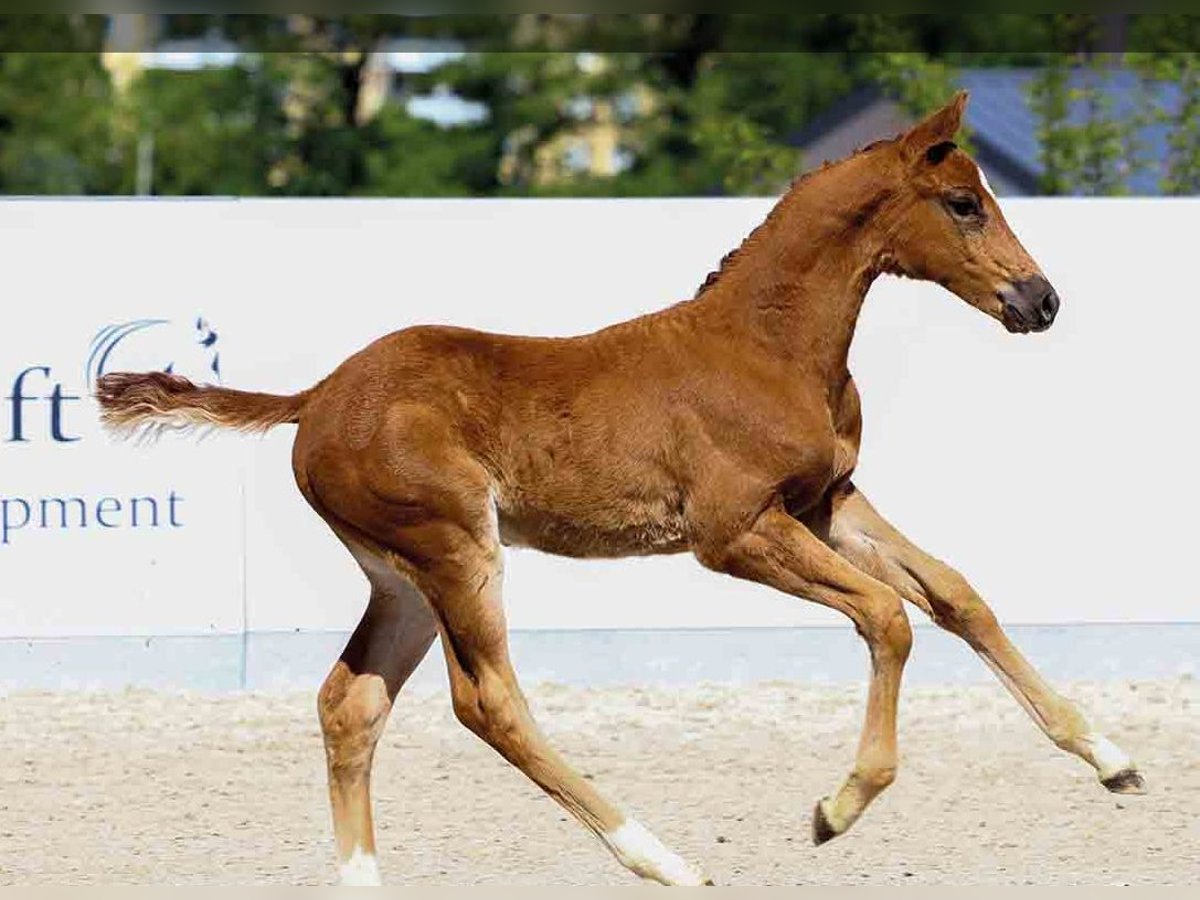Oldenburg Stallion Brown in Vechta Oldenburg Stallion Brown in Vechta