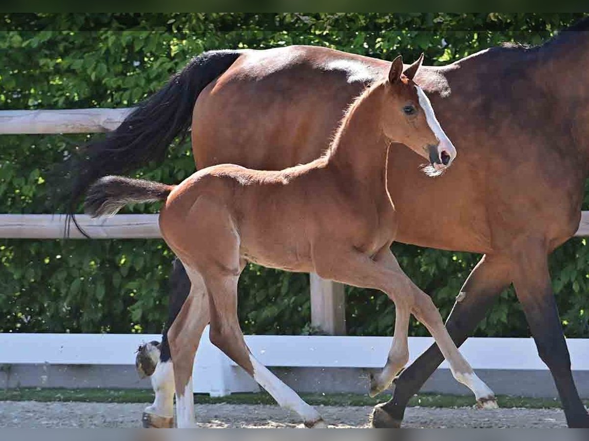 Oldenburg Stallion  Brown in Vechta