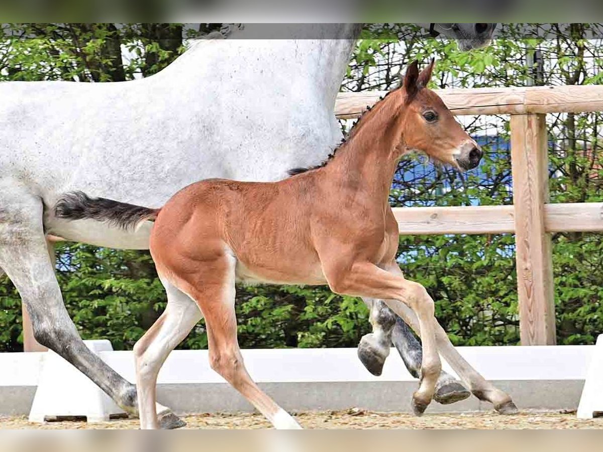 Oldenburg Stallion  Brown in Vechta