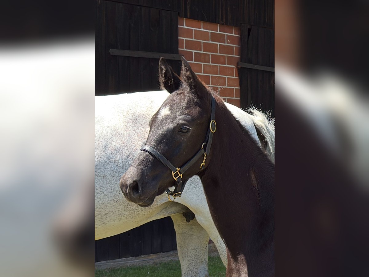 Oldenburg Stallion  Can be white in Emstek