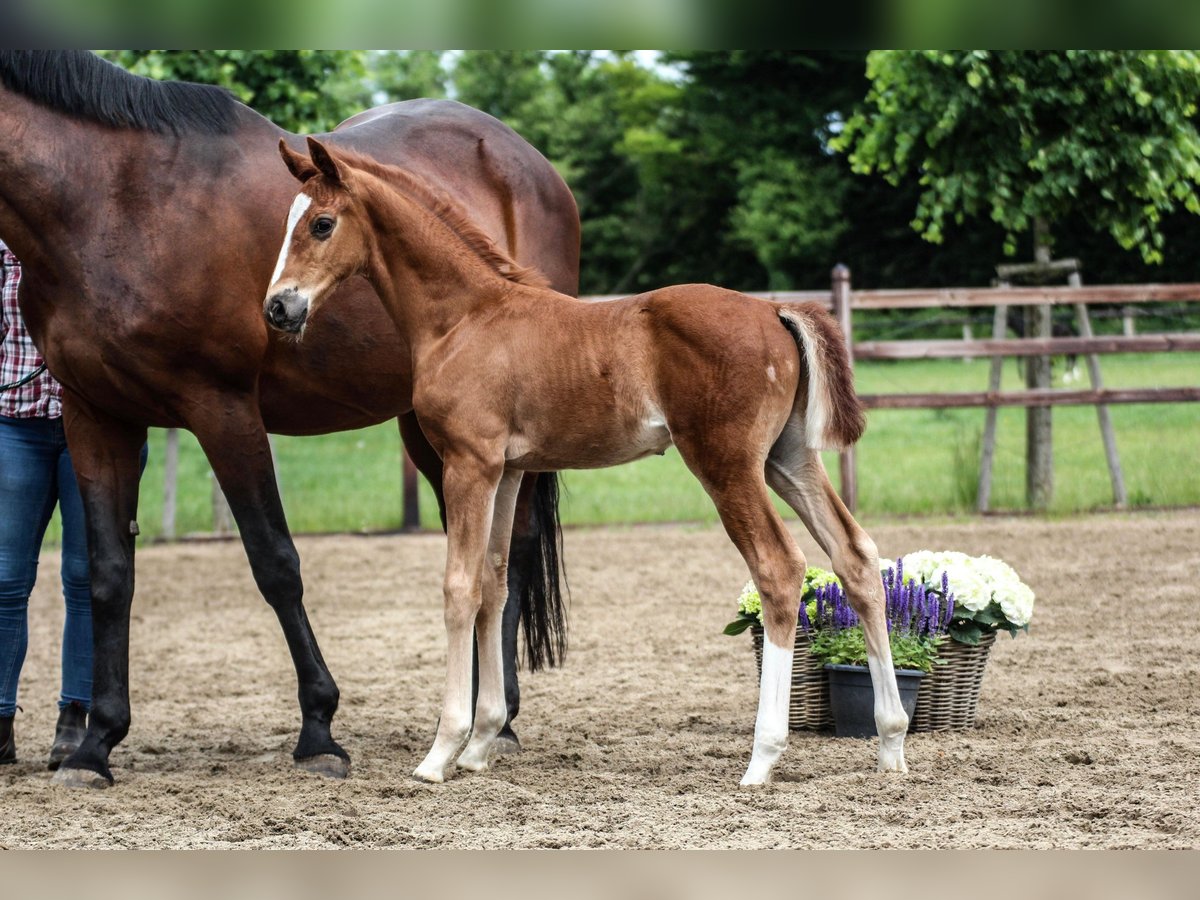 Oldenburg Stallion  Chestnut in Blunk