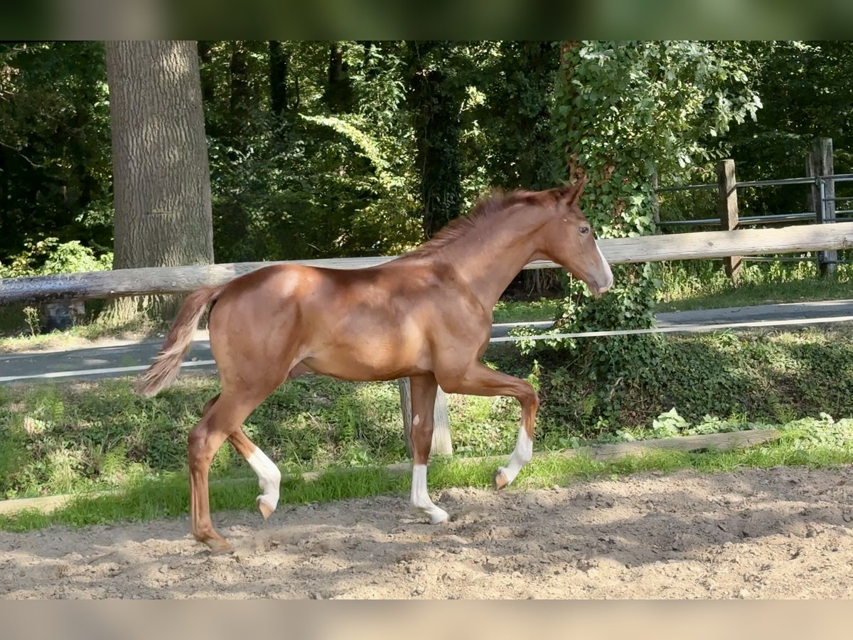 Oldenburg Stallion Foal (03/2025) Chestnut in Vechta
