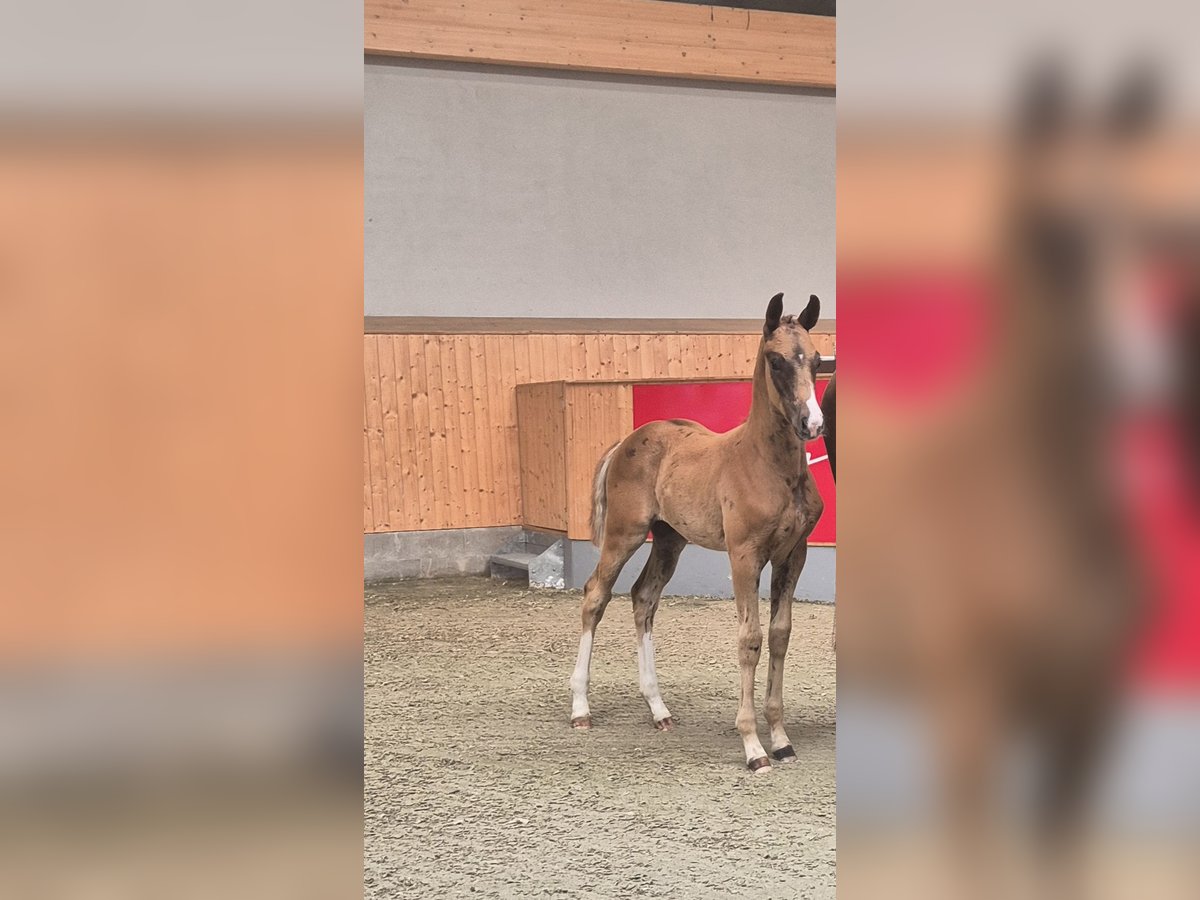Oldenburg Stallion  Chestnut in Drachhausen