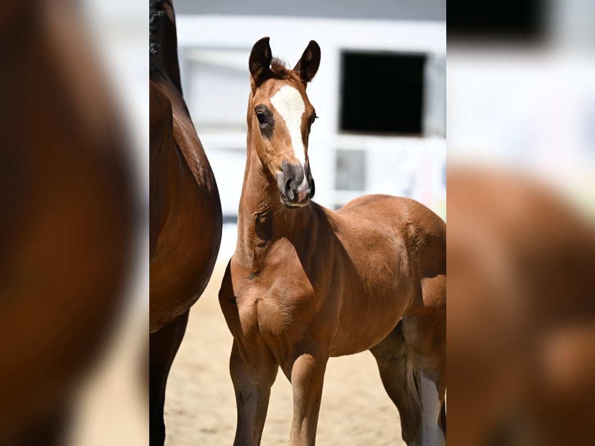 Oldenburg Stallion  Chestnut in Dietzenbach