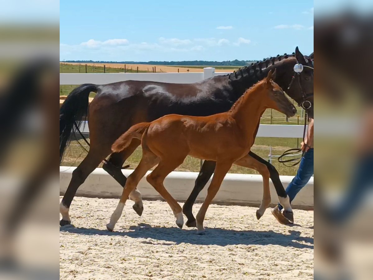 Oldenburg Stallion  Chestnut in Schw&#xE4;bisch Gm&#xFC;nd