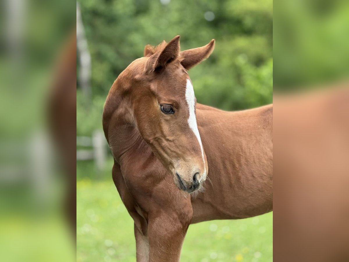 Oldenburg Stallion  Chestnut in Haiger
