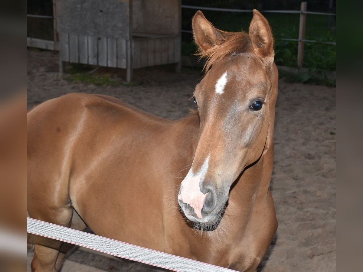 Oldenburg Stallion Foal (04/2024) Chestnut in Petershagen