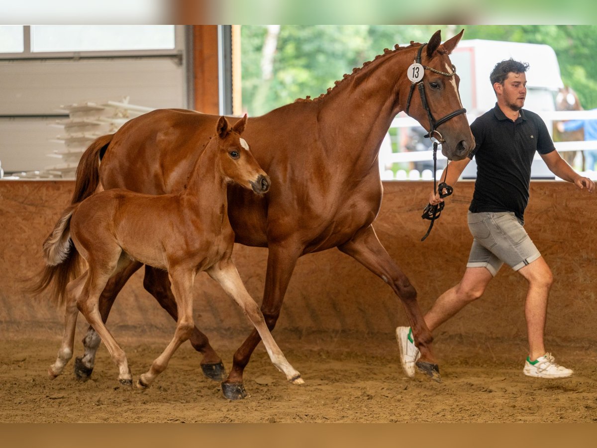 Oldenburg Stallion Foal (05/2024) Chestnut in Lingen