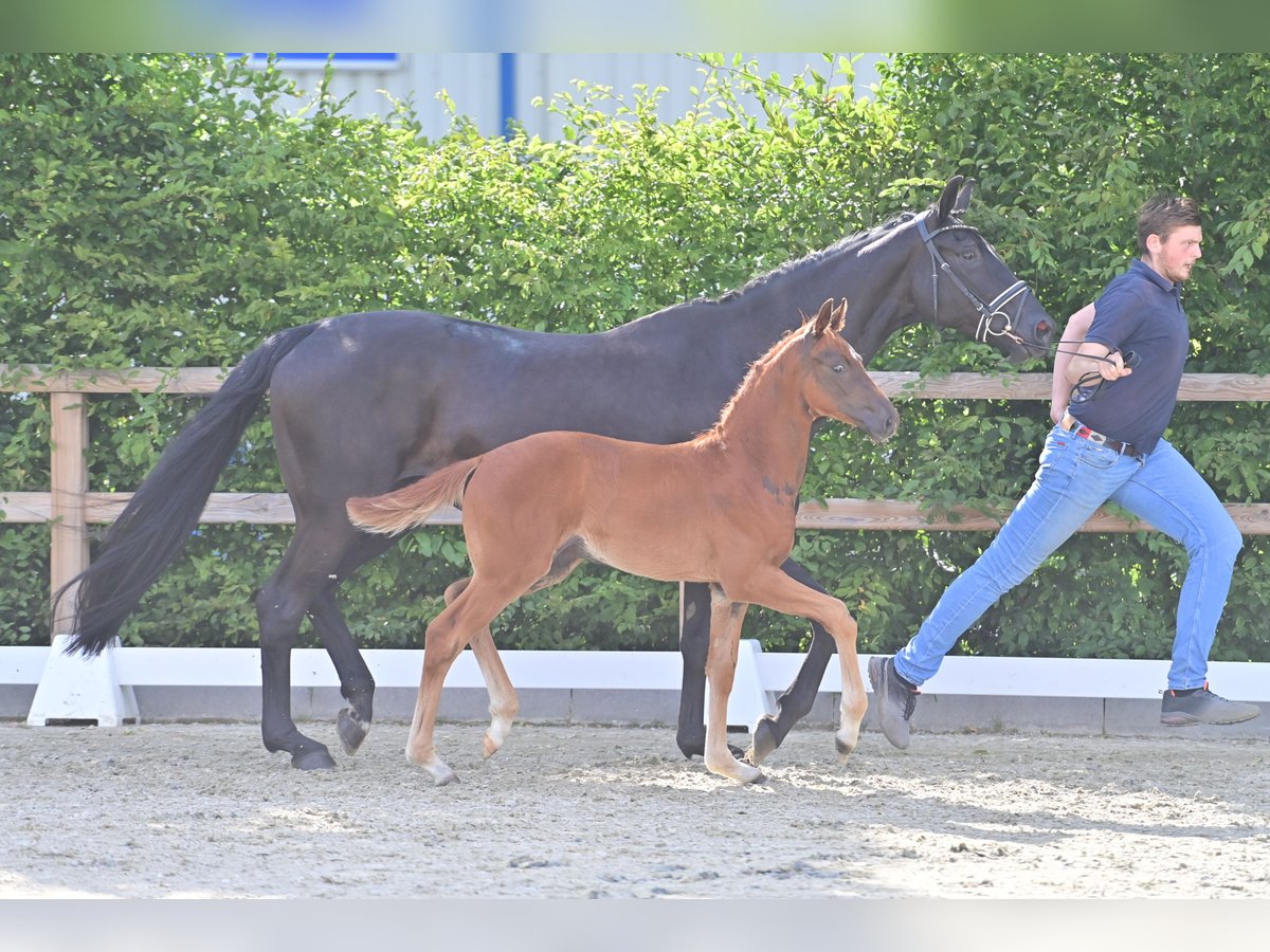 Oldenburg Stallion Foal (04/2025) Chestnut in Twistringen