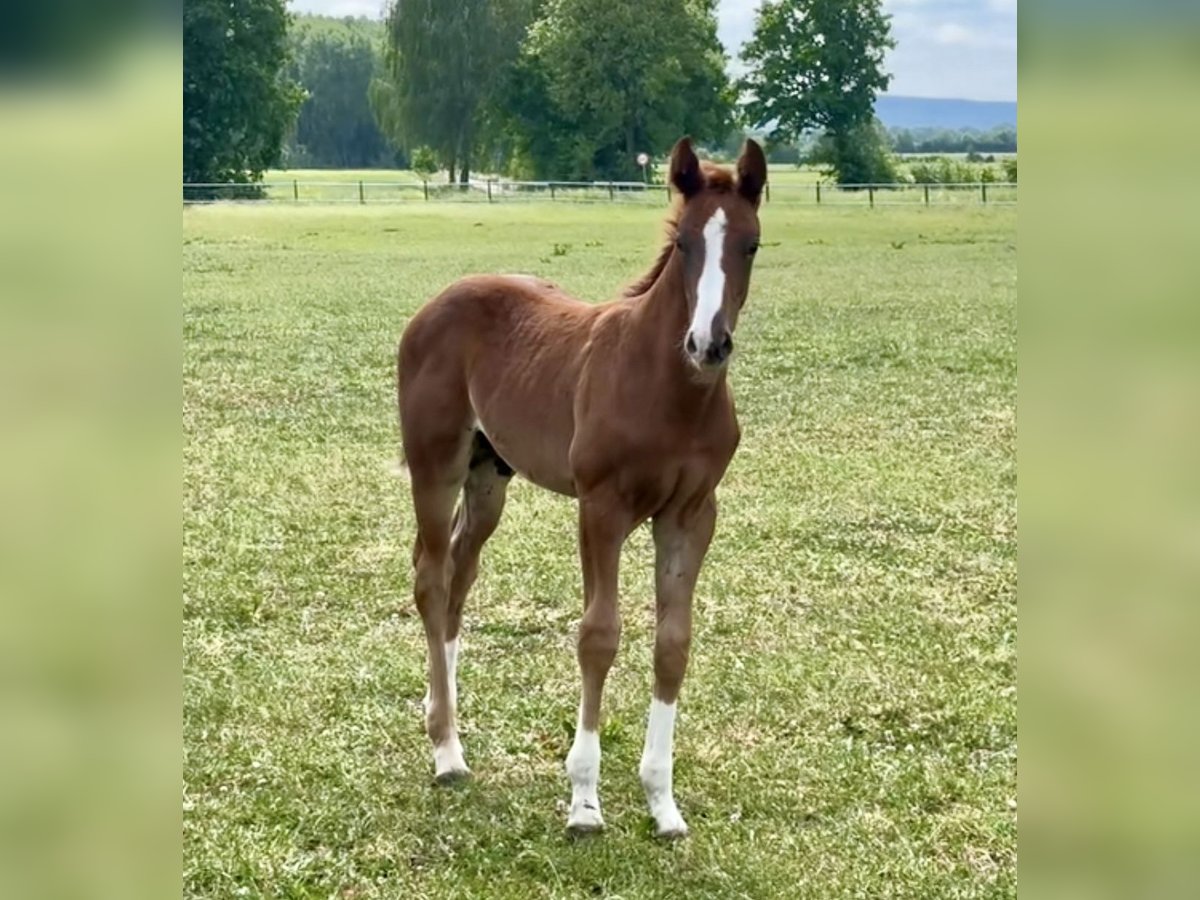 Oldenburg Stallion  Chestnut in Vechta
