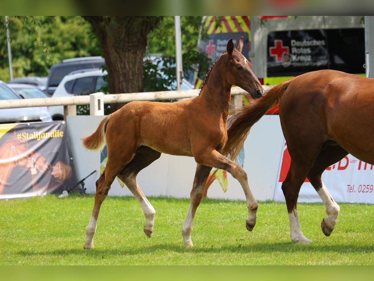 Oldenburg Stallion Foal (04/2025) Chestnut in Westerstede