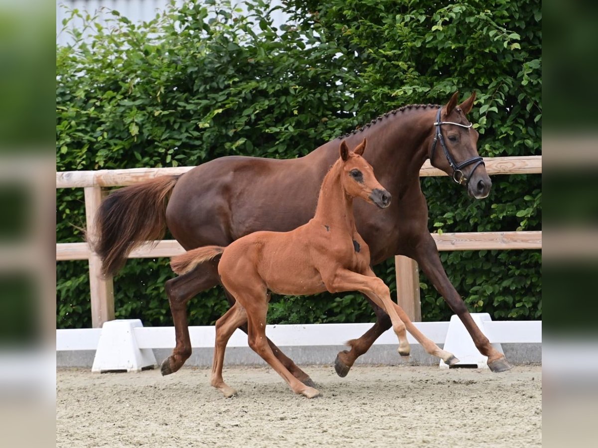 Oldenburg Stallion Foal (04/2024) Chestnut in Wingst