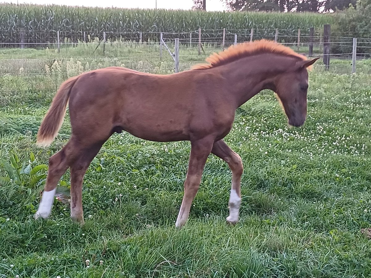 Oldenburg Stallion Foal (05/2024) Chestnut in zaffelare