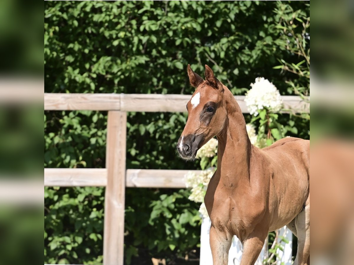 Oldenburg Stallion Foal (06/2025) Chestnut in Molbergen
