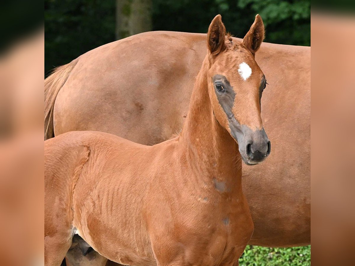 Oldenburg Stallion Foal (05/2024) Chestnut-Red in Bad Bevensen