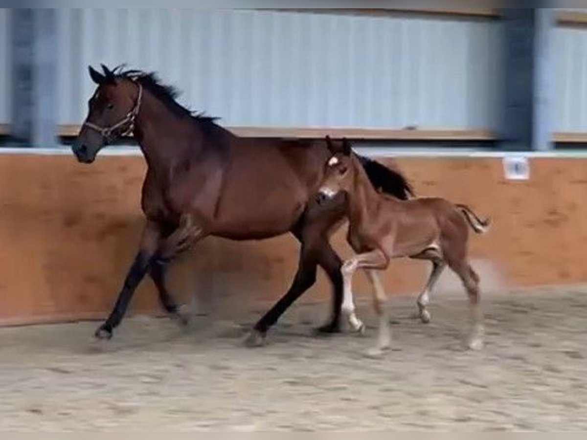 Oldenburg Stallion Foal (06/2024) Chestnut-Red in Molbergen