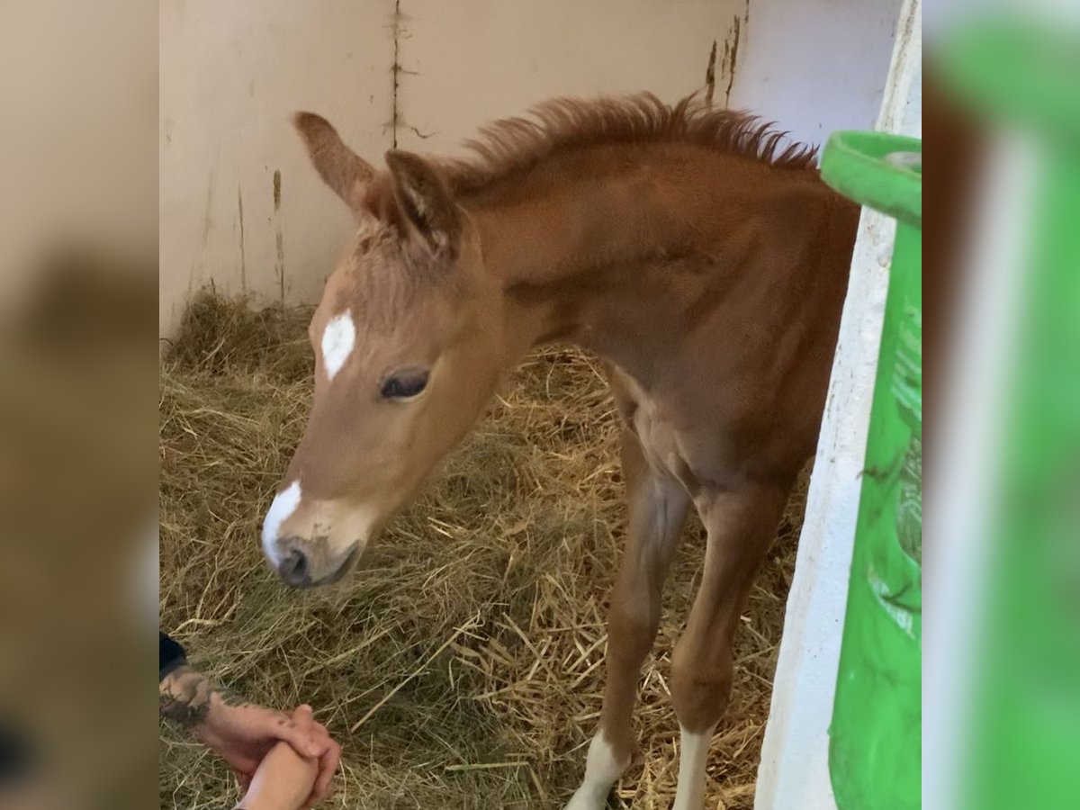 Oldenburg Stallion  Chestnut-Red in Dahlenburg