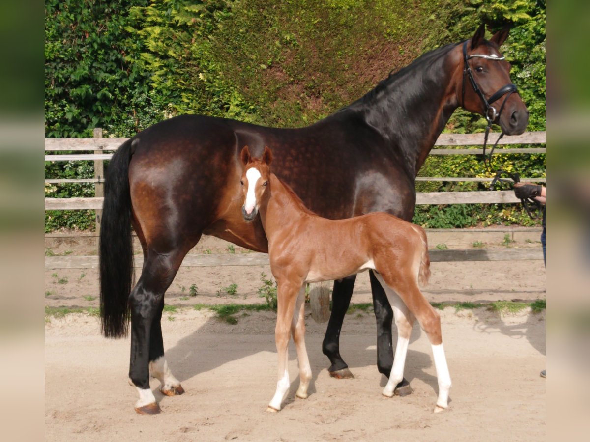 Oldenburg Stallion  Chestnut-Red in Damme