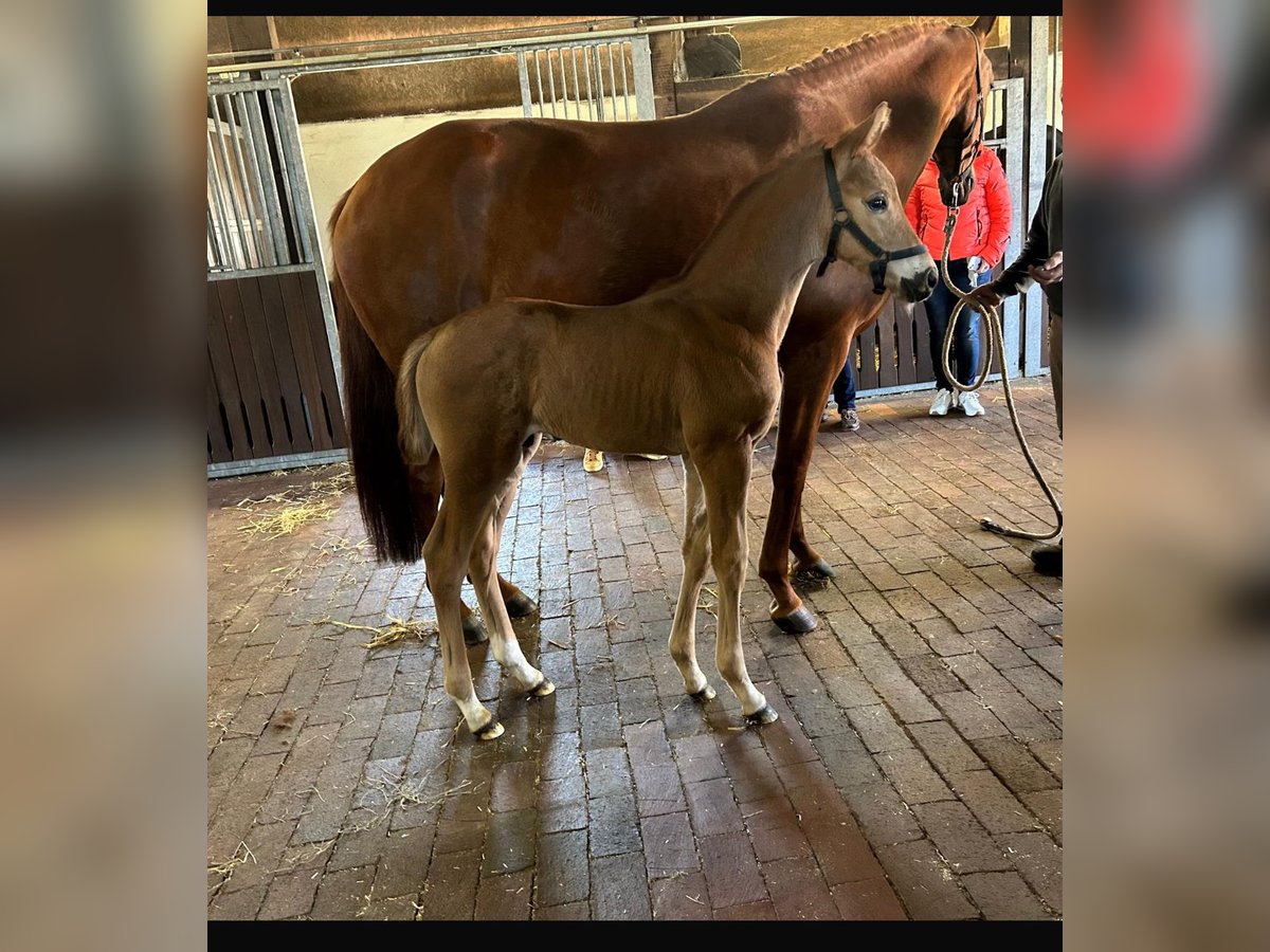 Oldenburg Stallion  Chestnut-Red in Gehrde