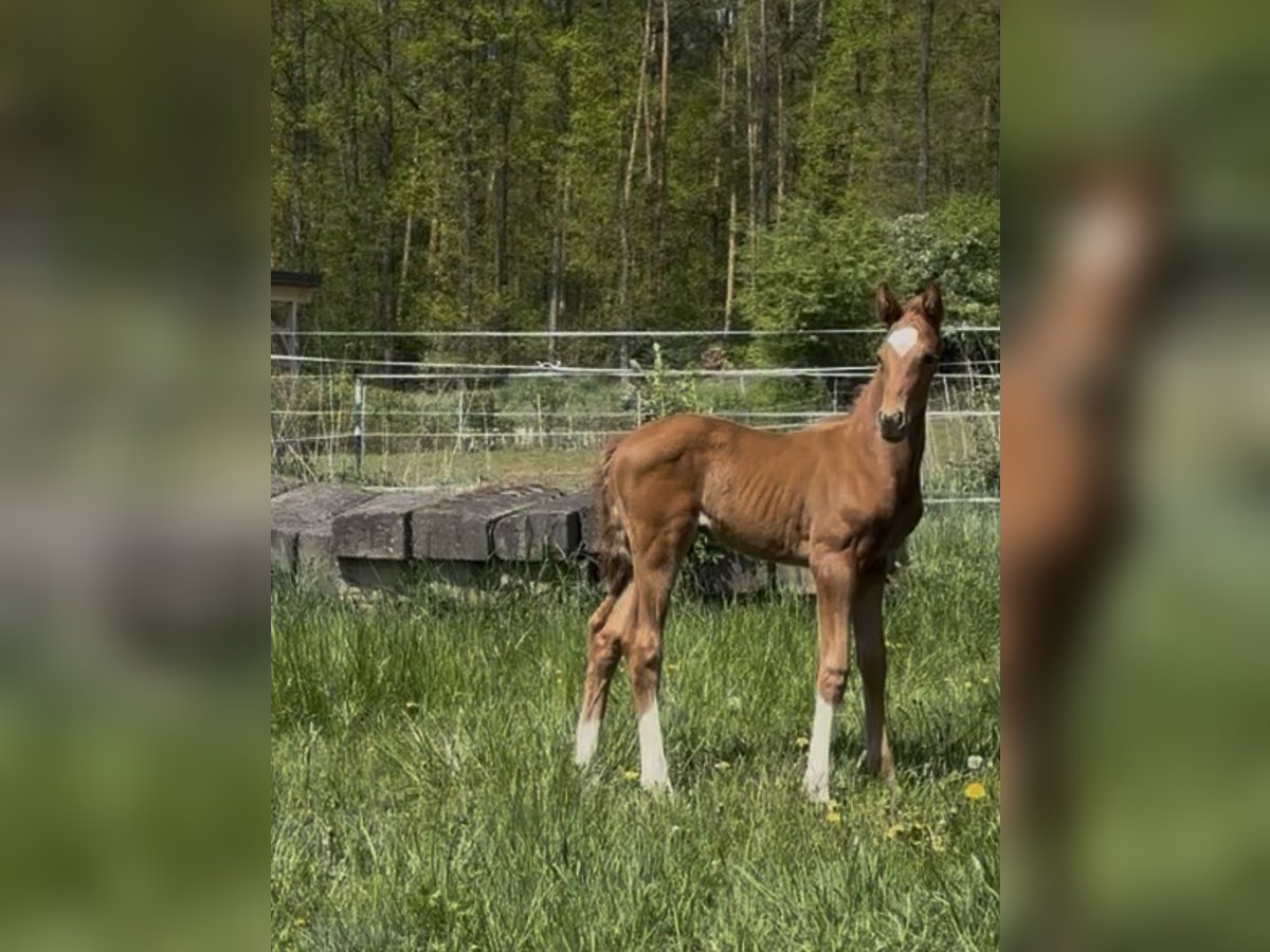 Oldenburg Stallion  Chestnut-Red in Heinersreuth