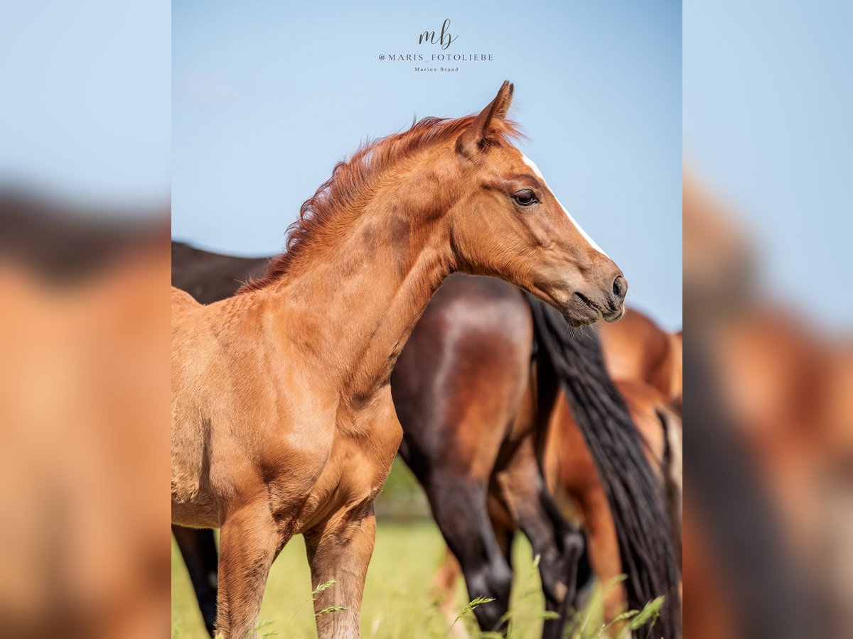 Oldenburg Stallion Foal (03/2025) Chestnut-Red in Holdorf