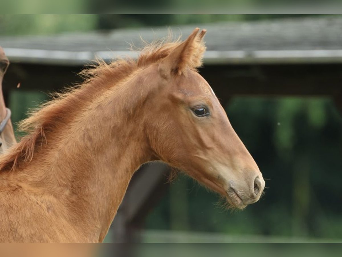Oldenburg Stallion Foal (04/2025) Chestnut-Red in Olszowa