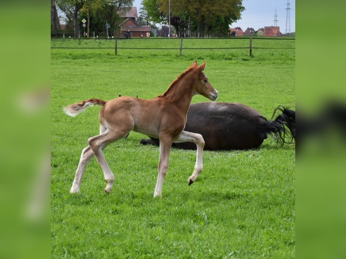 Oldenburg Stallion Foal (04/2024) Chestnut-Red in Petershagen