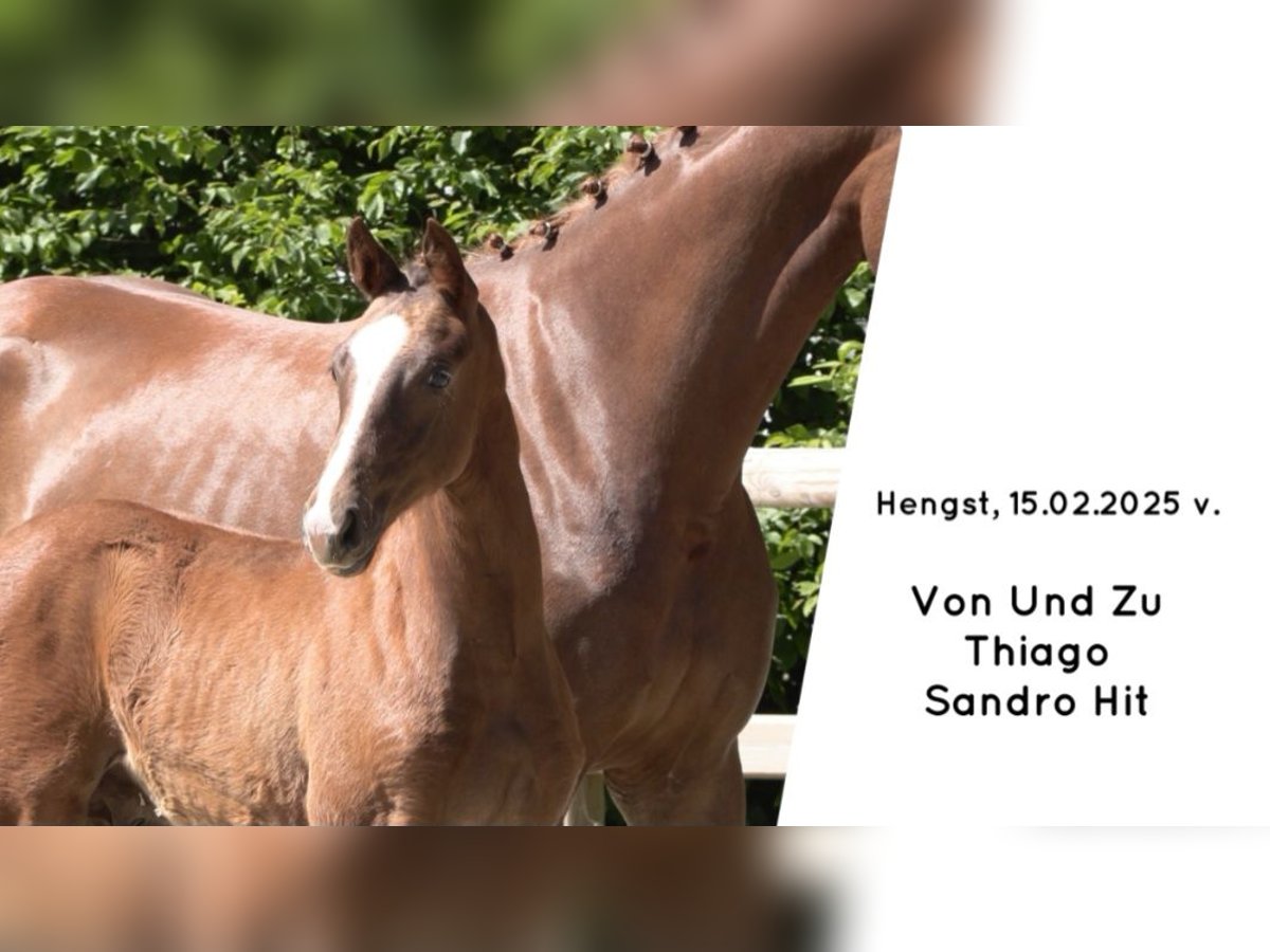 Oldenburg Stallion  Chestnut-Red in Saterland