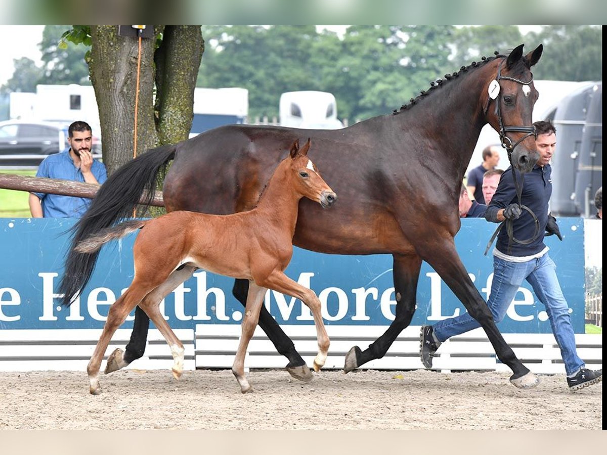 Oldenburg Stallion Foal (05/2024) in Freren