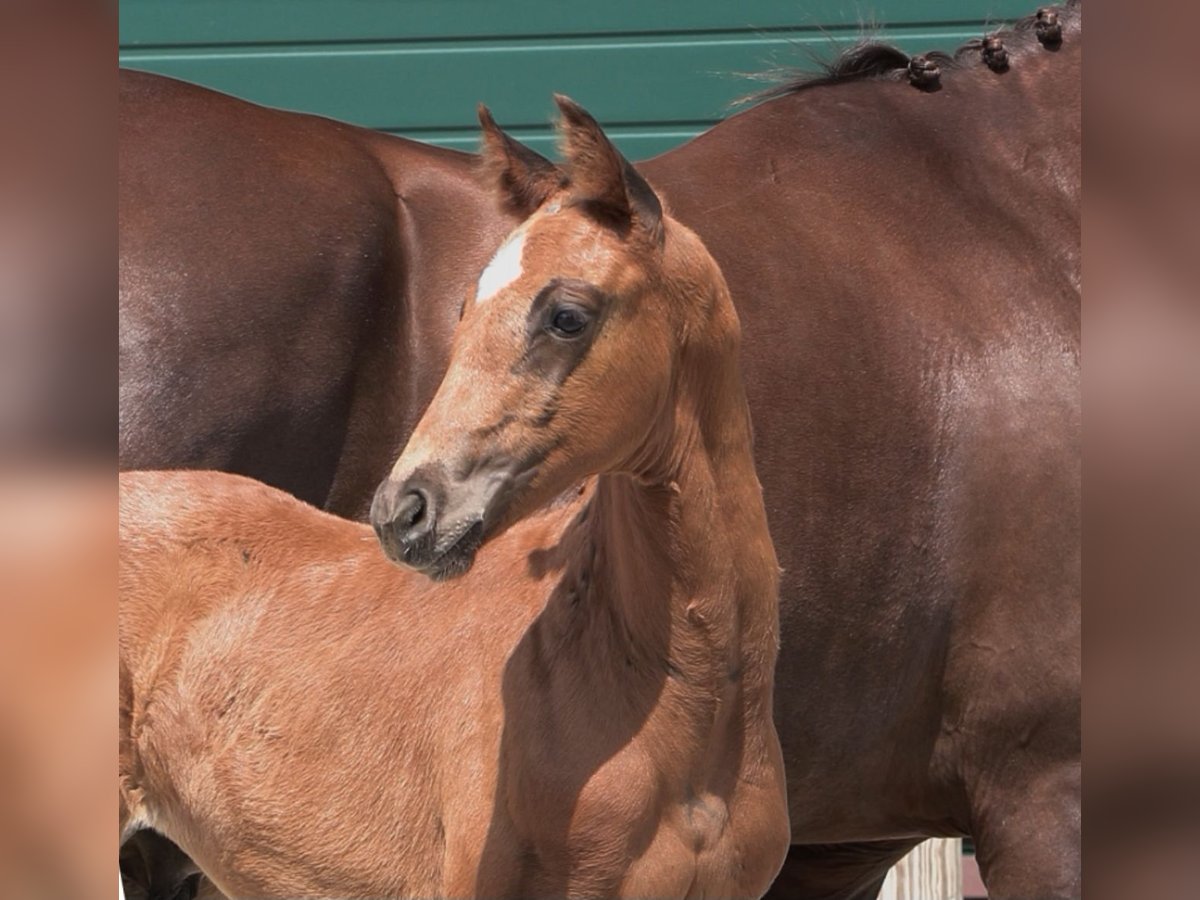 Oldenburg Stallion Foal (05/2025) in Steinfeld (Oldenburg)