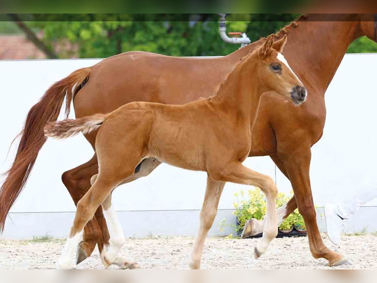 Oldenburg Stallion  in Vechta
