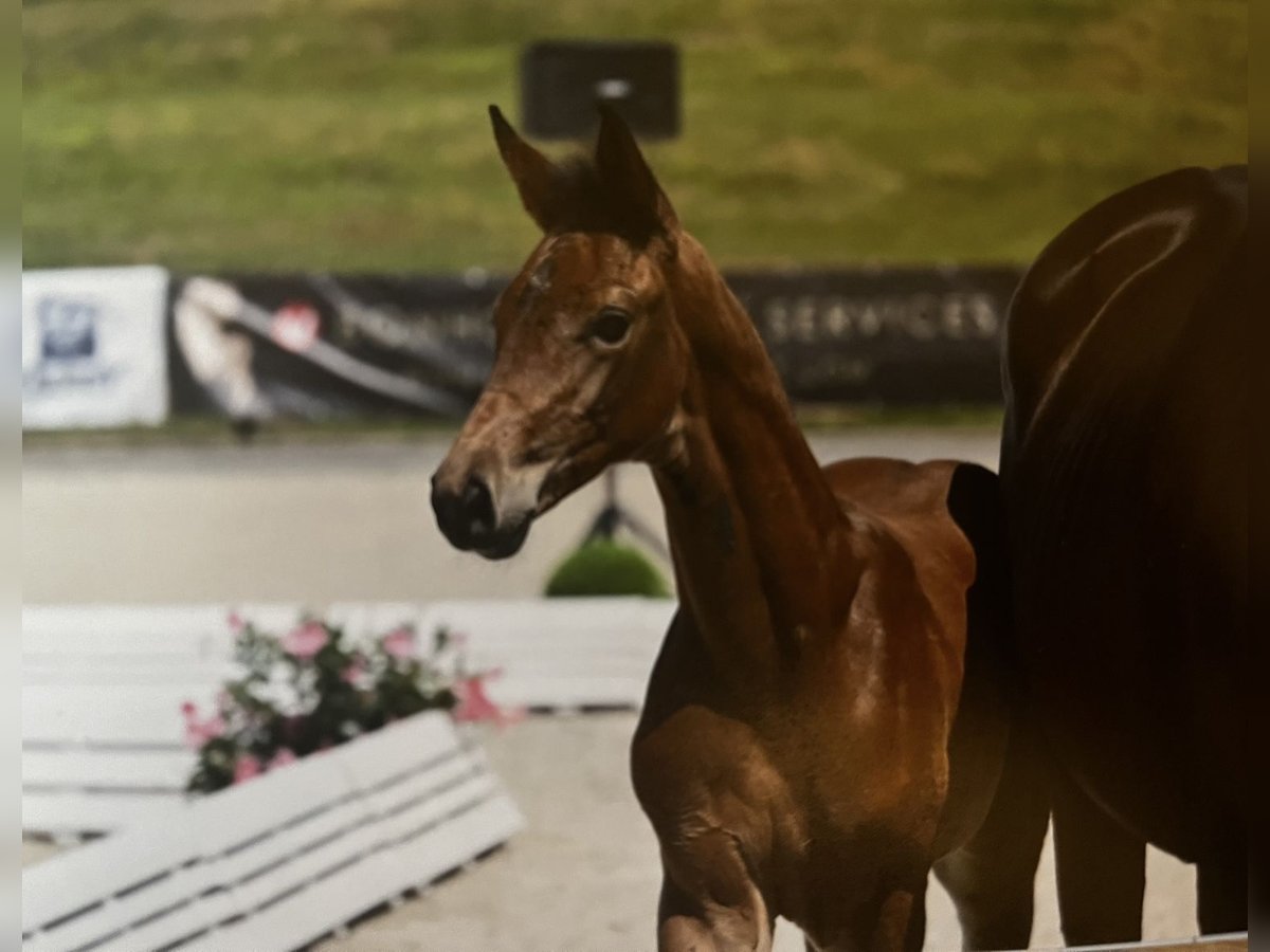 Oldenburg Stallion Foal (05/2025) in Pritzwalk