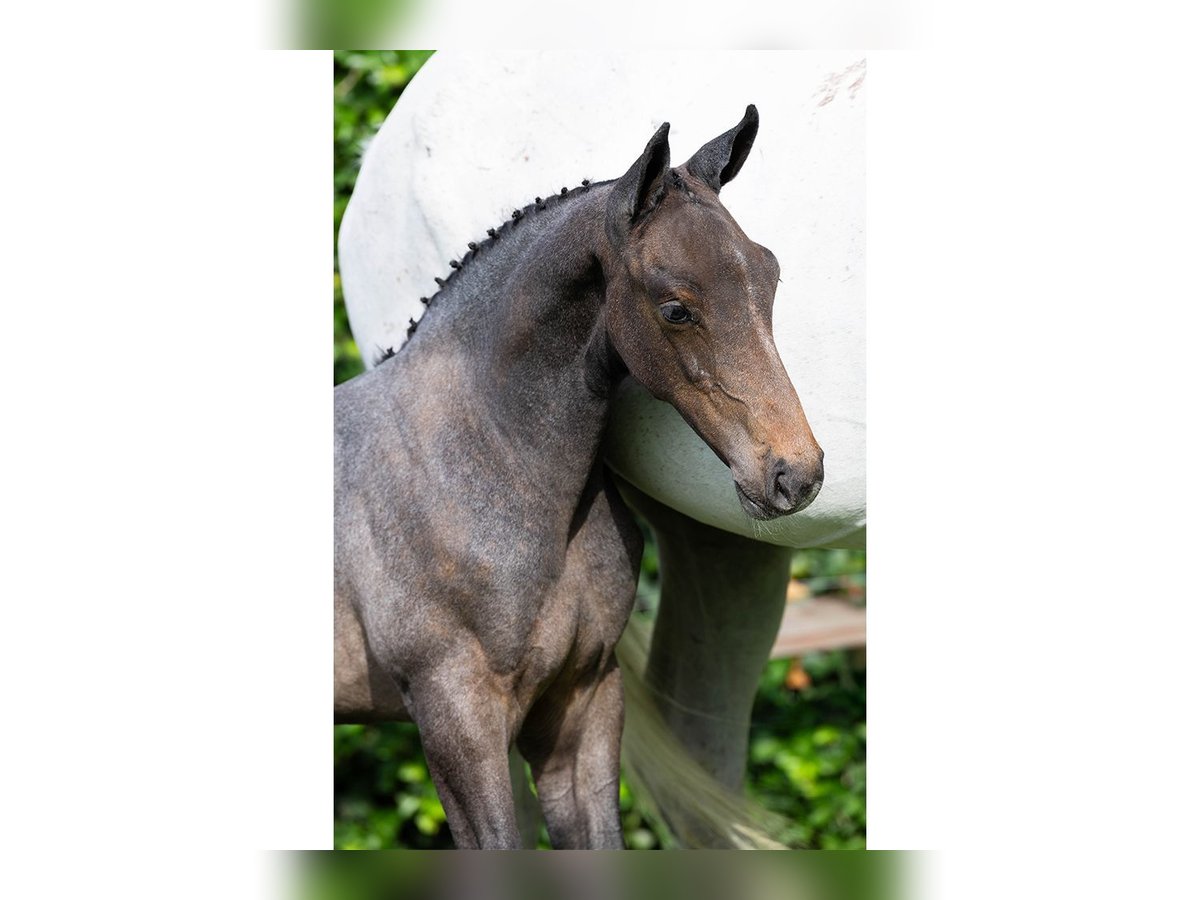 Oldenburg Stallion Foal (06/2025) in Heerde